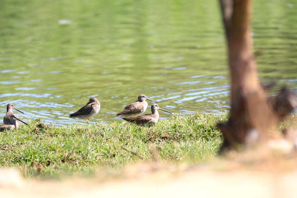 Long-billed Dowitchers Baha Jan best