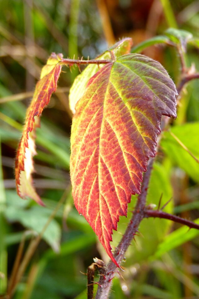 Colorful red green