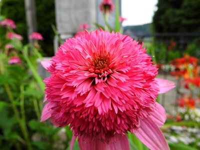 Flower pink close up photo