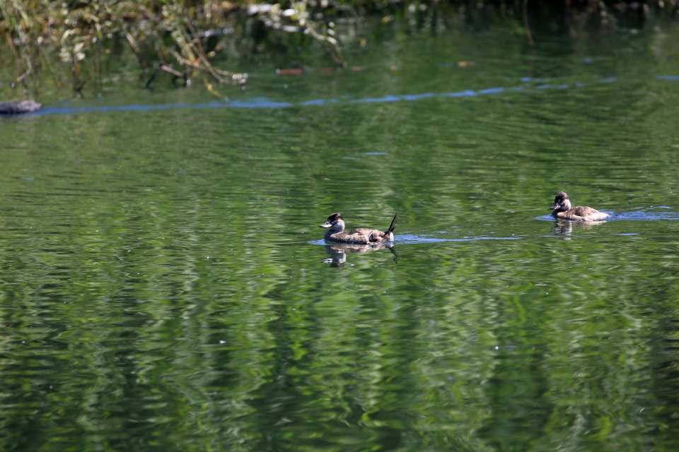Ruddy Duck female Baja Jan best