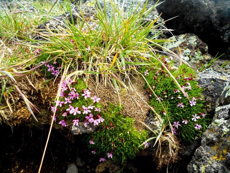 Humphreys Trail No. 51