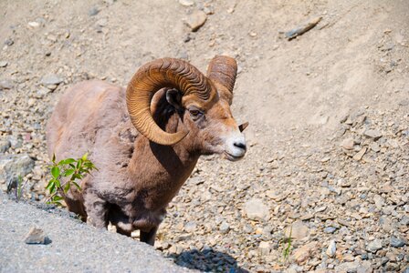 Nature canada animal