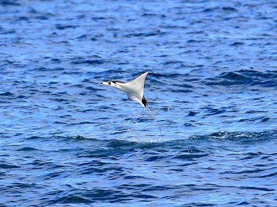 Flying Rays or Mantas Cape May, Baja January (1)
