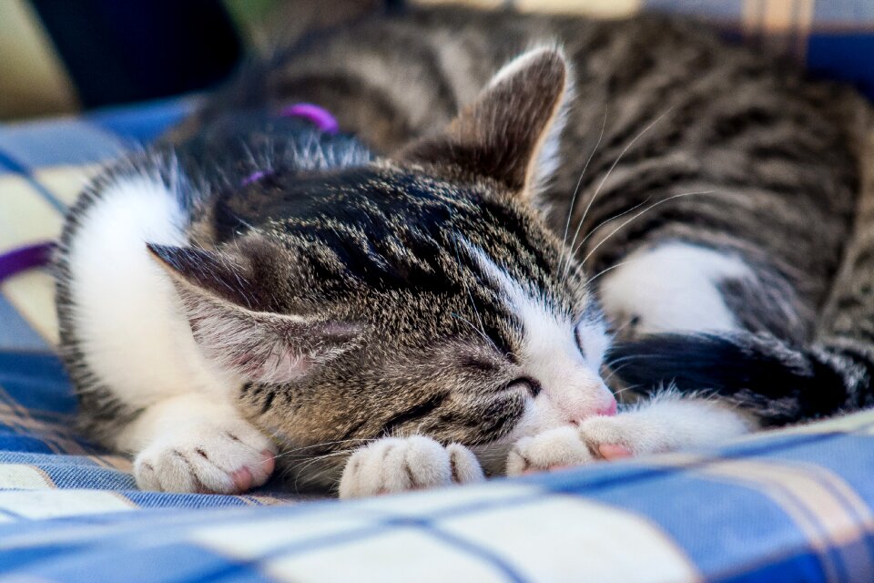 Domestic cat mieze cat's eyes