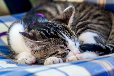 Domestic cat mieze cat's eyes photo