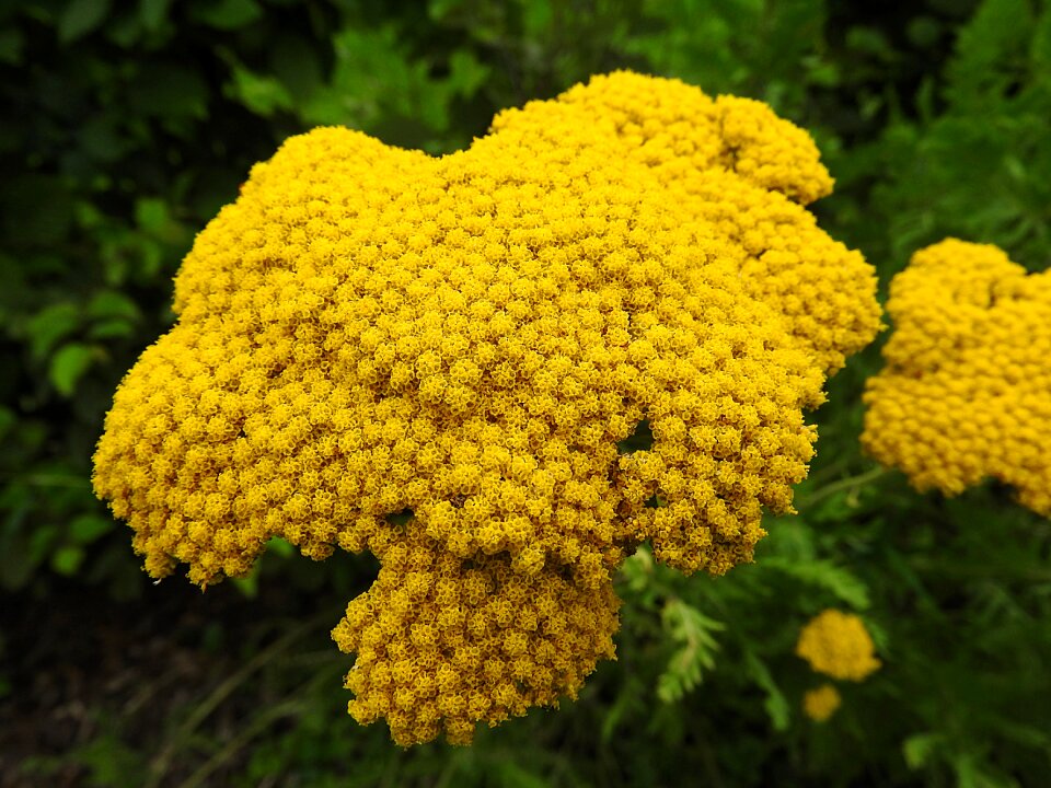Yellow yellow flower close up