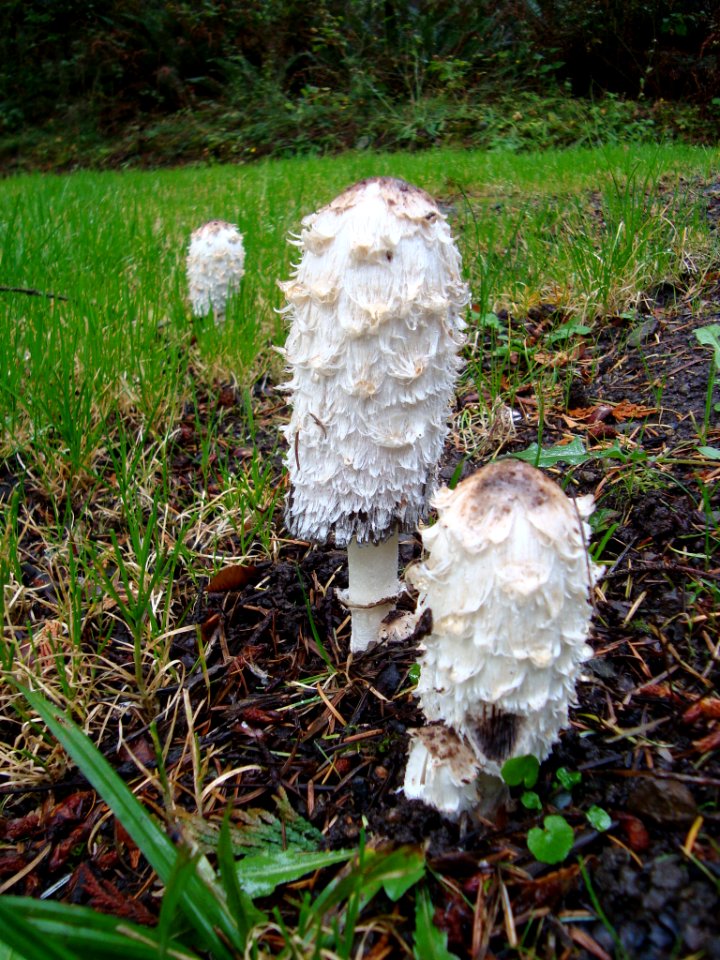 Shaggy Mane Mushroom...