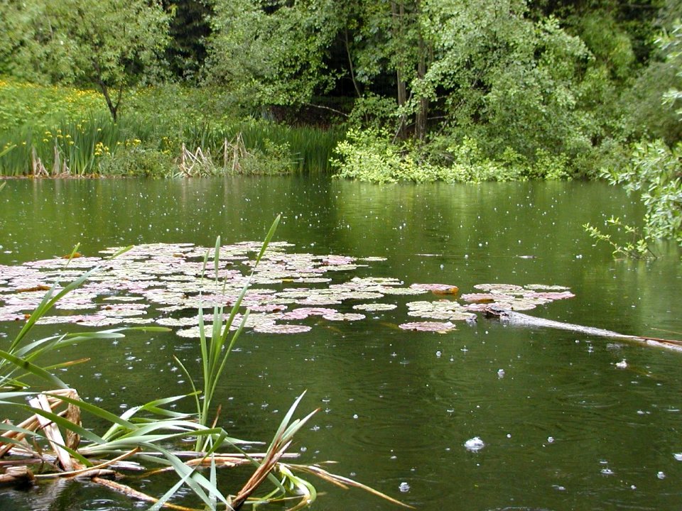 Discovery Park Pond