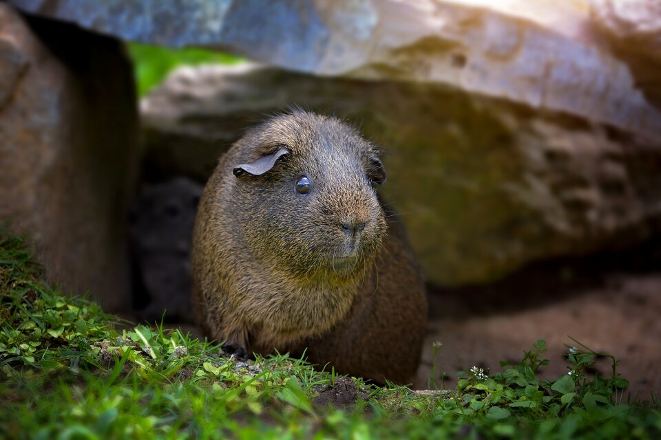 Black buff-agouti wild life nature