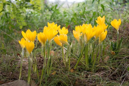 Yellow blossom bloom