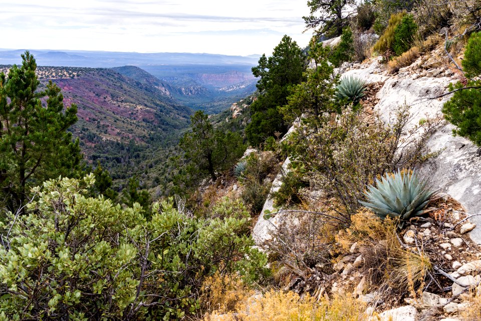 Munds Mountain Trail
