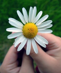 Summer closeup in the summer time