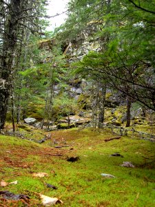 Moss on Gorge Overlook Trail