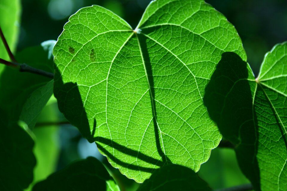 Summer nature closeups