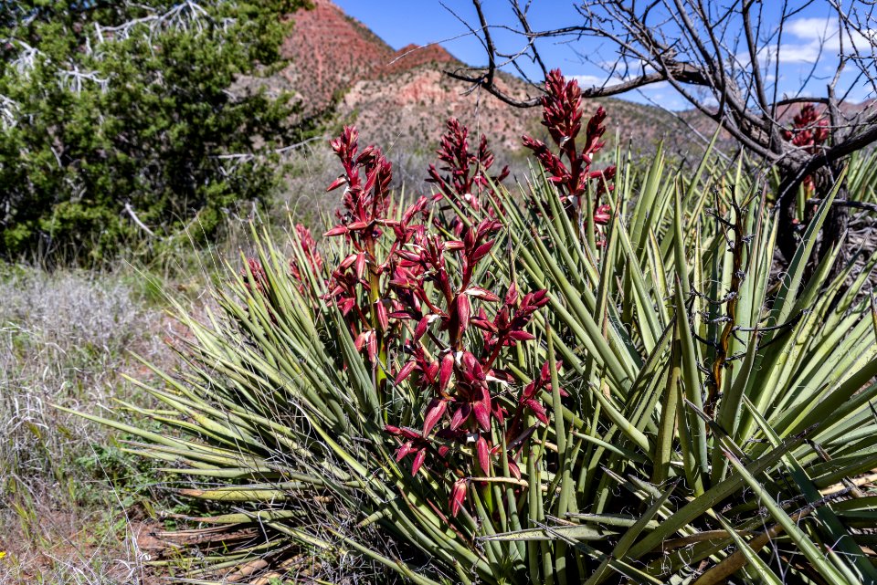 Sycamore Canyon Road