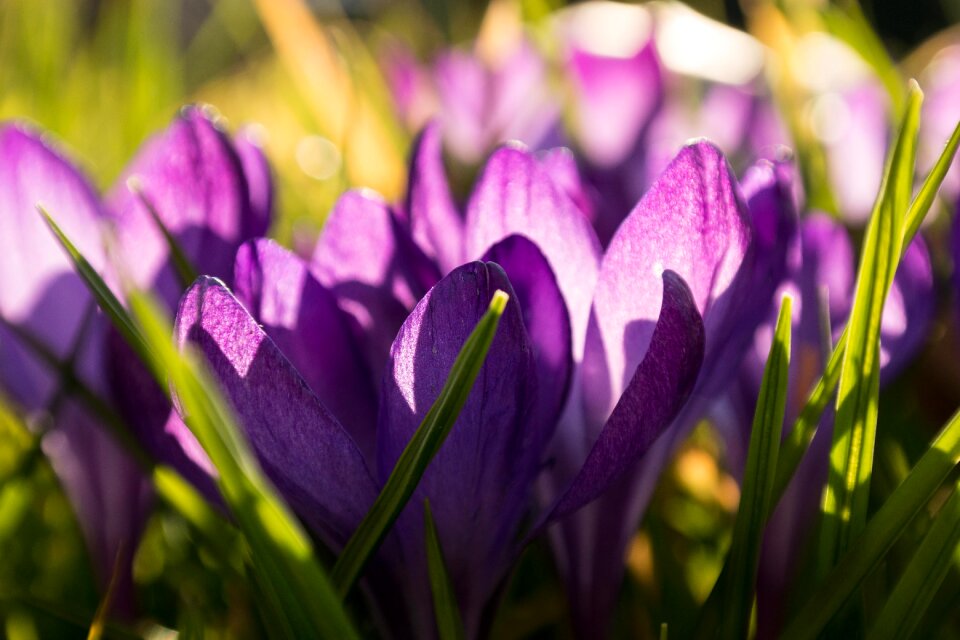 Purple violet meadow