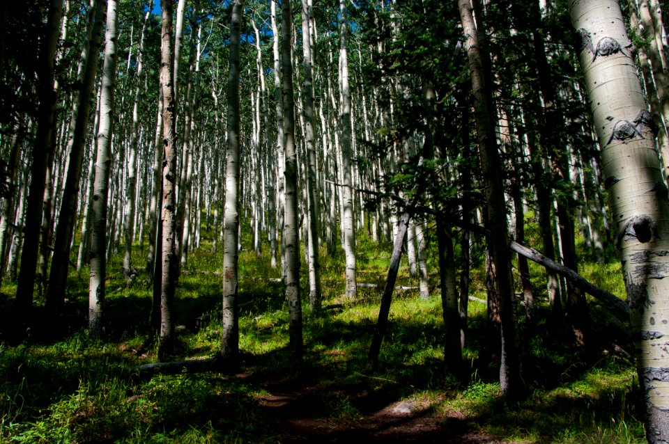 Inner Basin Trail