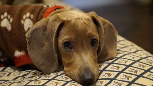 Dachshund pet animals