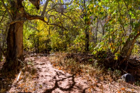 Fall color on Parsons Trail (November 8, 2017)