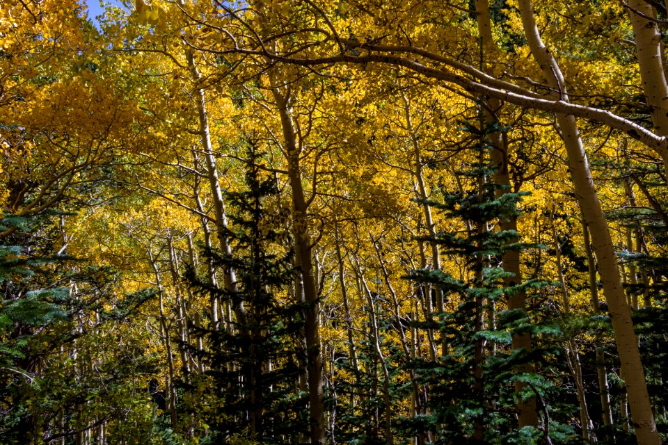 Waterline Trail No. 146