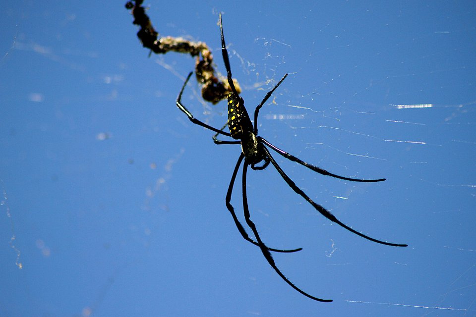 Nephilia Pilipes