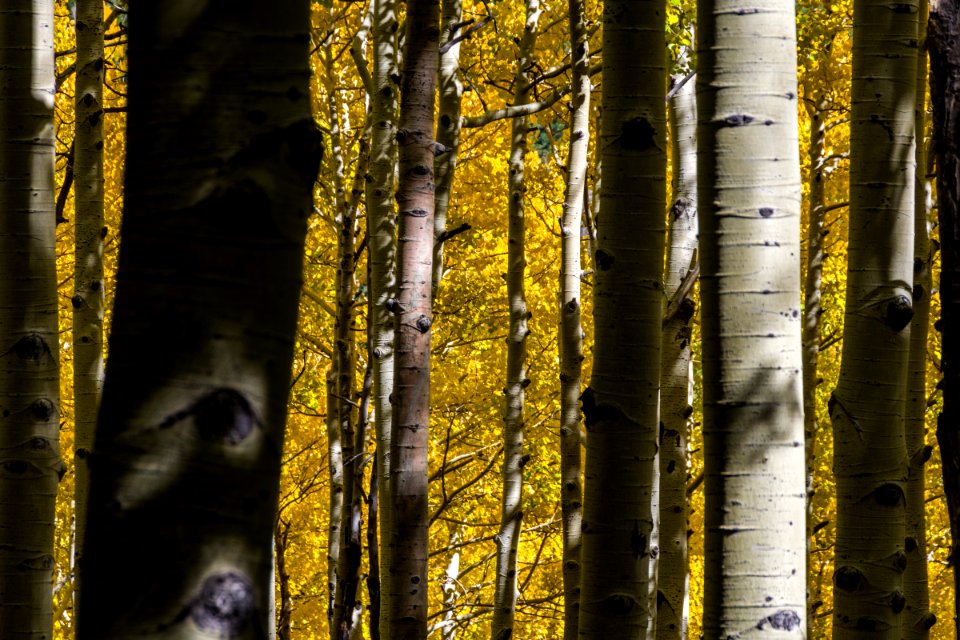 Inner Basin Trail No. 29