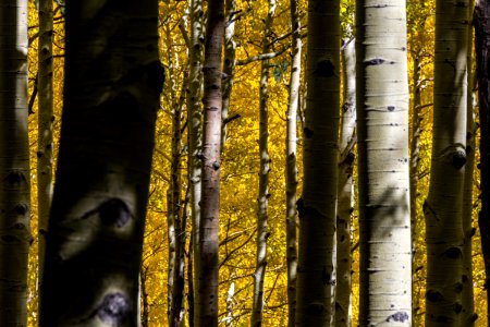 Inner Basin Trail No. 29
