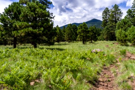 Weatherford Trail