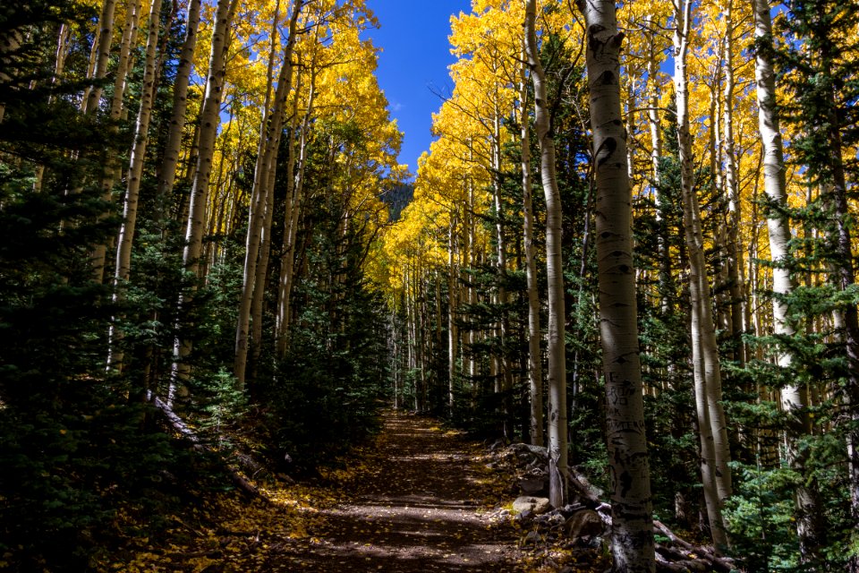 Waterline Trail No. 146