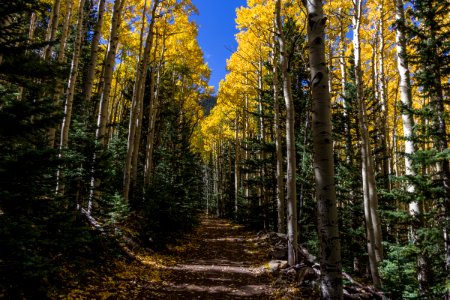 Waterline Trail No. 146