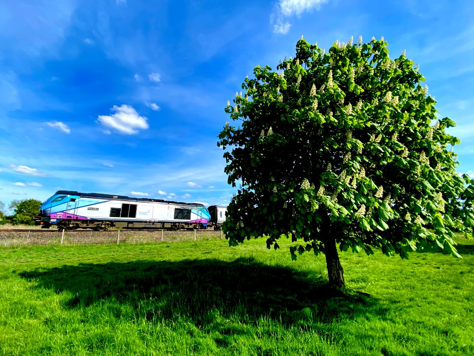 Under The Spreading Chestnut Tree