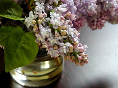 LilacsFromGarden