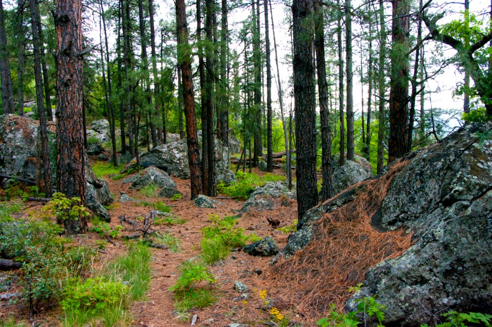Kelsey Trail No. 3