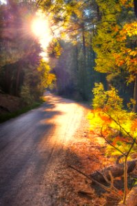 Fall color on the Mogollon Rim (October 2, 2017)
