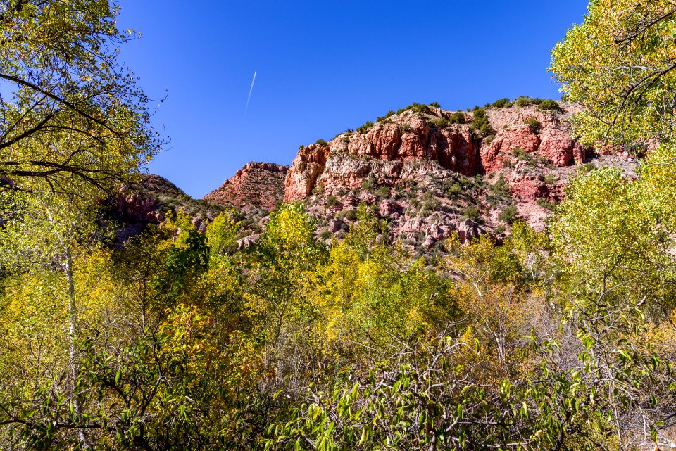 Fall color on Parsons Trail (November 8, 2017)