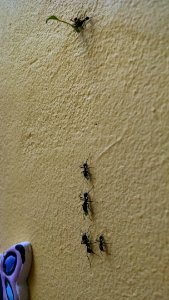 IMG 20170719 170239056