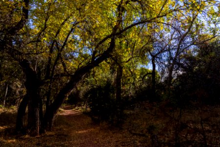Fall color on Parsons Trail (November 8, 2017)