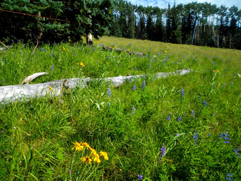 Humphreys Trail No. 51