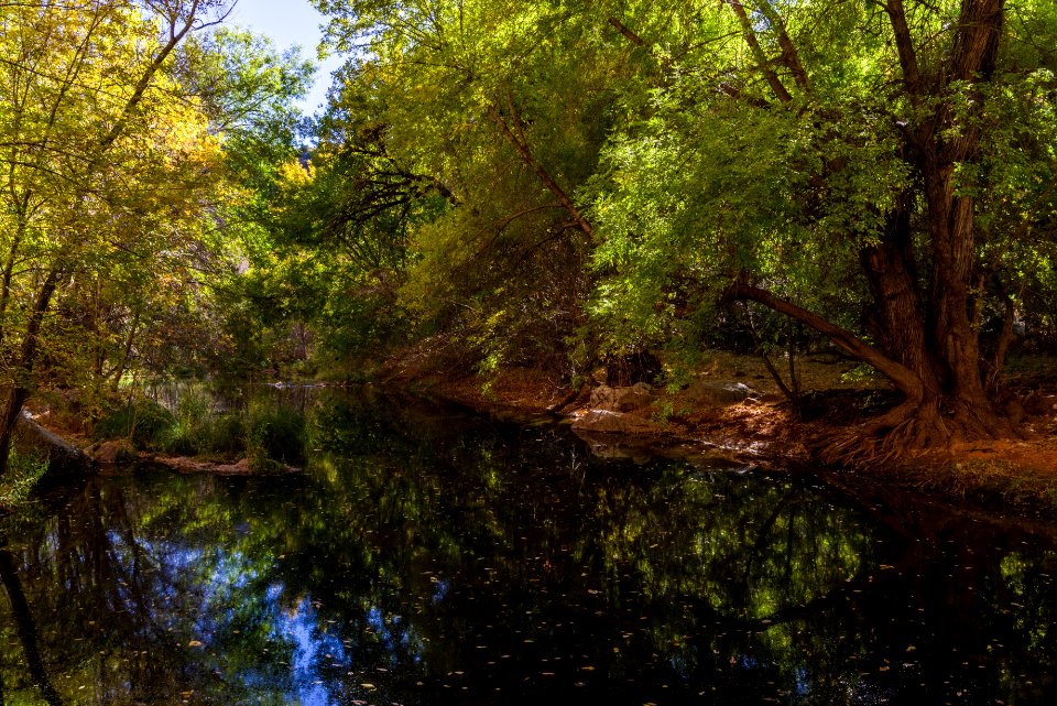 Fall color on Parsons Trail (November 8, 2017)