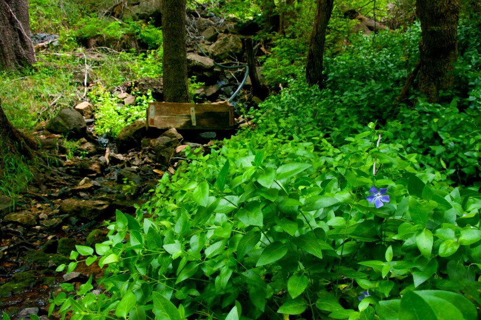 Little L.O. Trail No. 6
