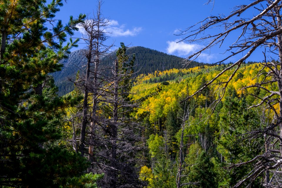 Bear Jaw Trail No. 26