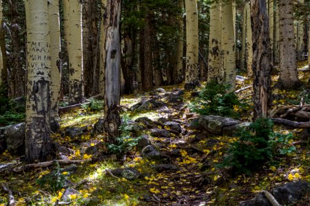 Bear Jaw Trail No. 26