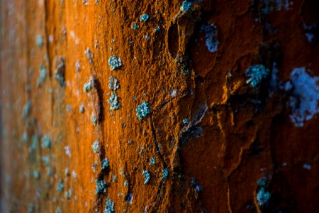 Weathered Bark photo