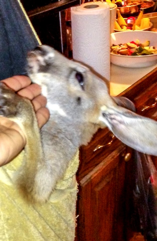 Kangaroo