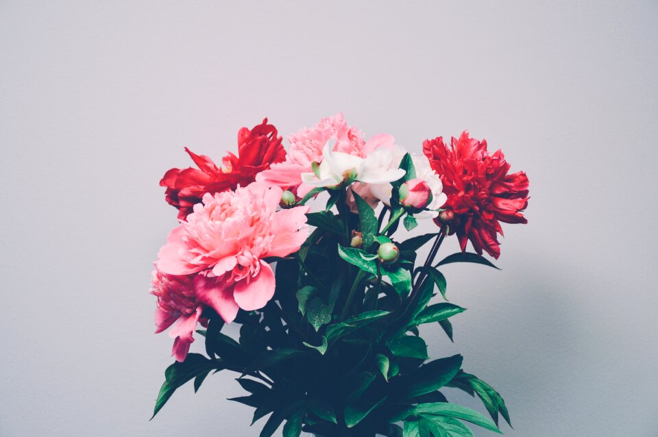 Red pink nature