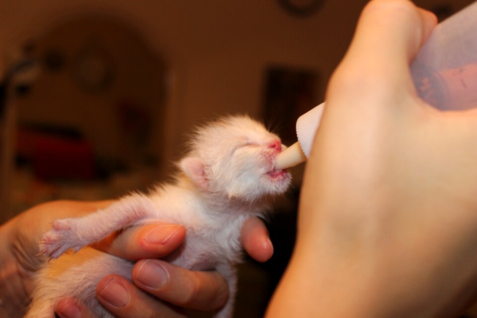 Puppy baby bottles mercy