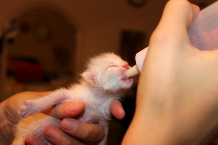 Puppy baby bottles mercy