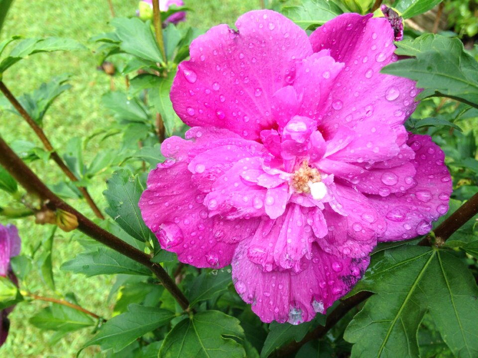 Nature nature background flower