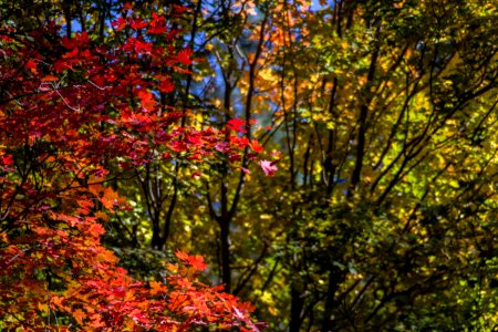 West Fork of Oak Creek Canyon No. 108