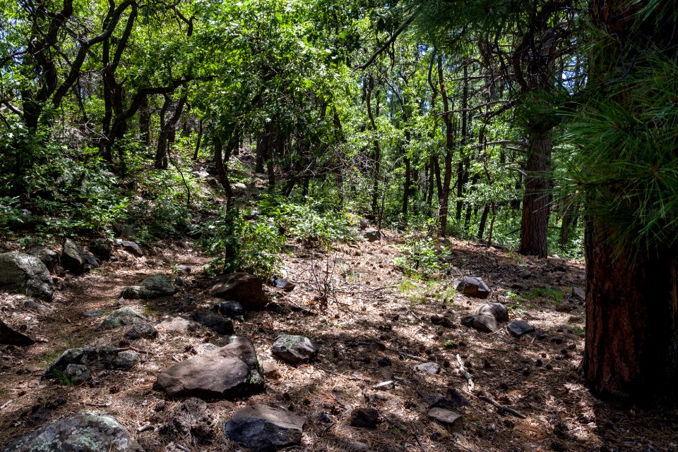 Arizona Trail: Anderson Mesa AZT-30